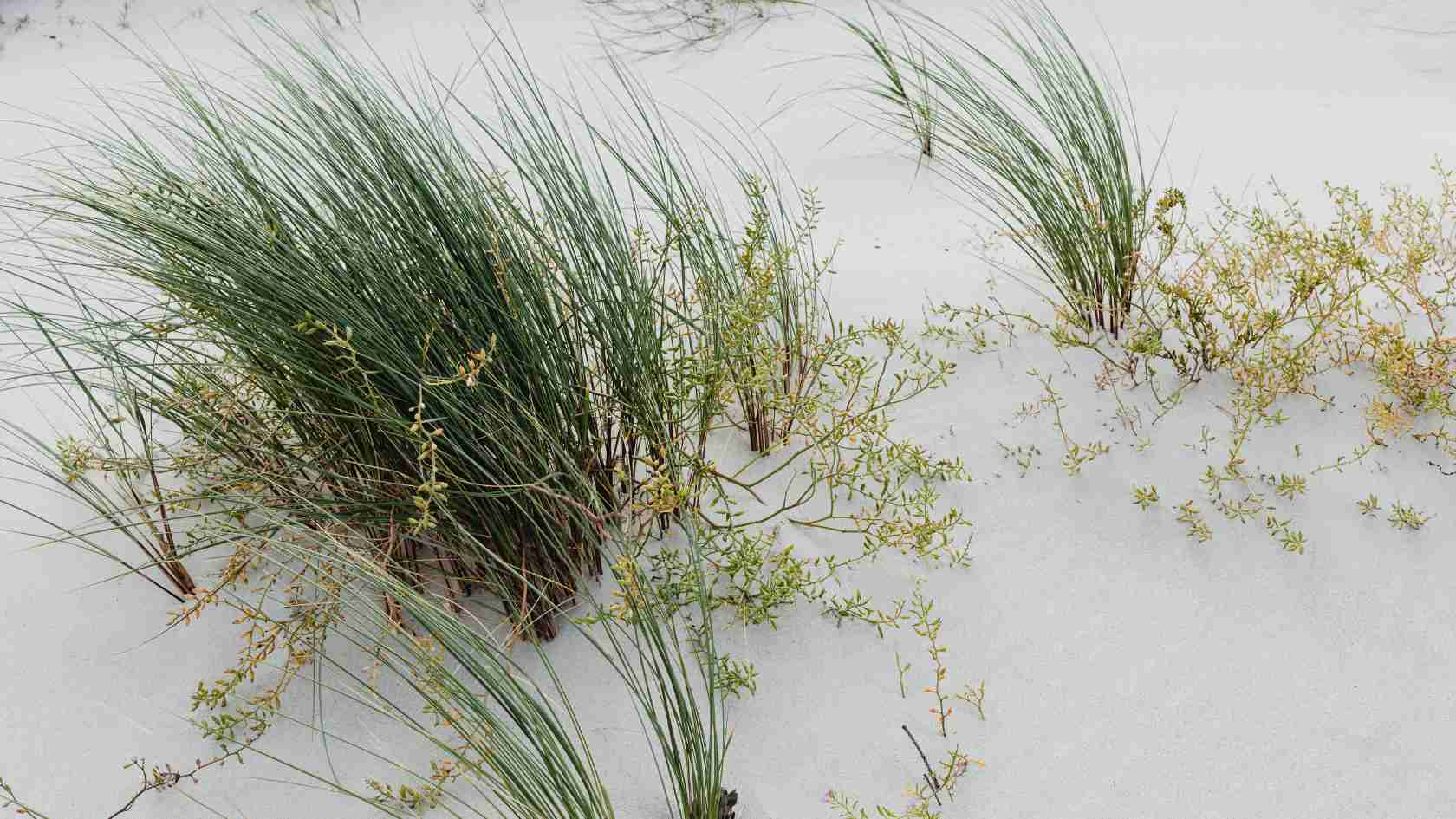 Plants blowing in the breeze on the beach